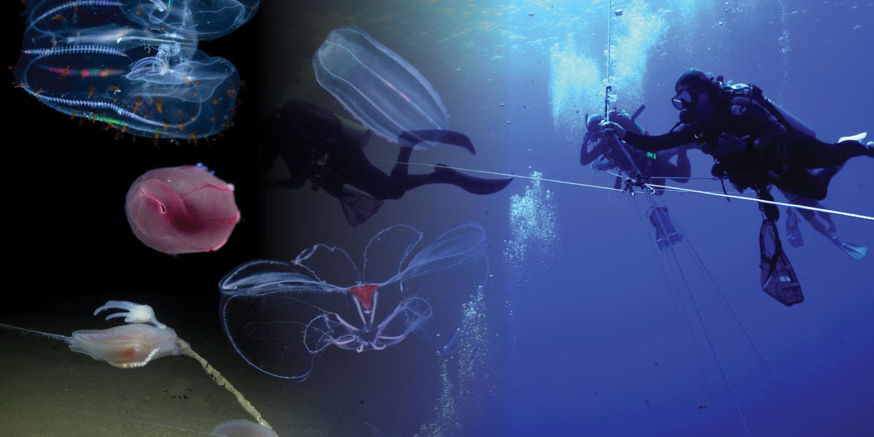 Scuba divers and comb jellies